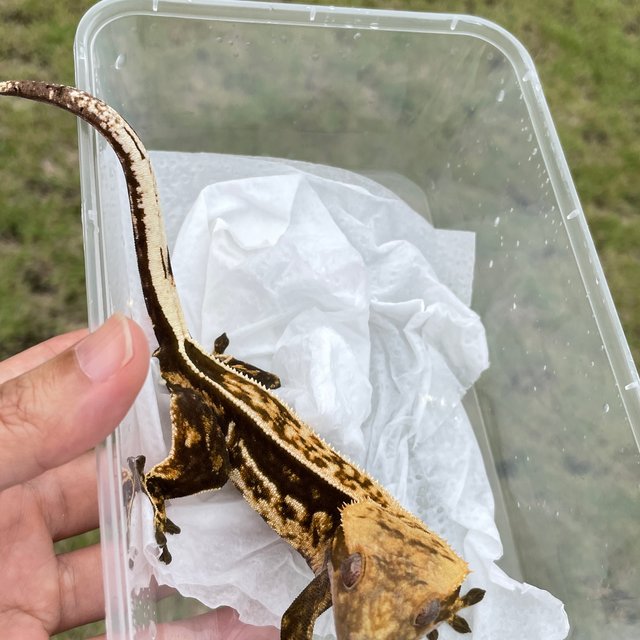 노멀 엠티백 다크