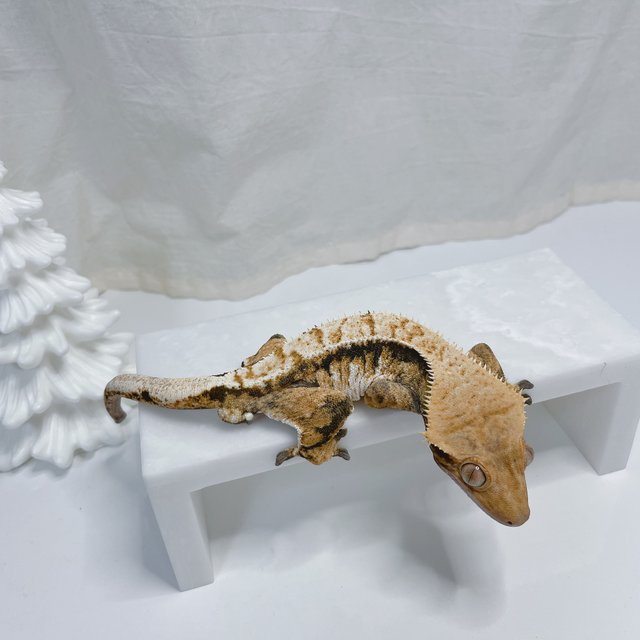 노멀 트라이 화이트 텐저린