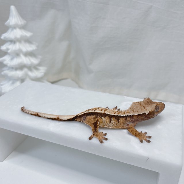 노멀 트라이 화이트스팟 화이트핀