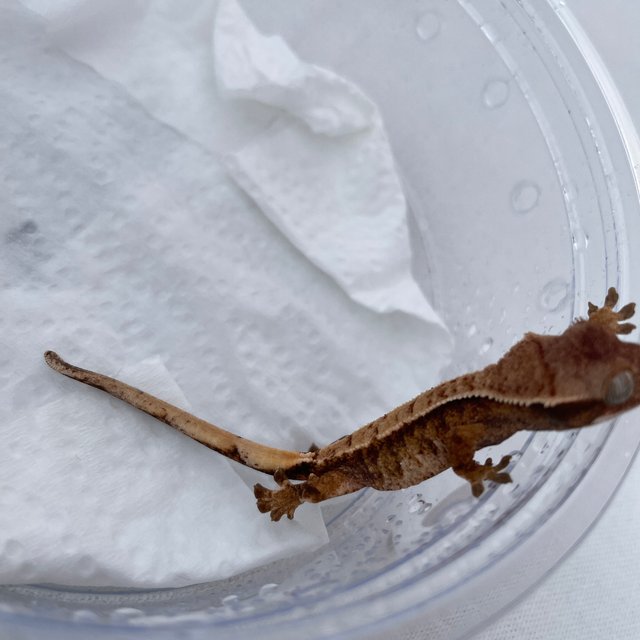 노멀 트라이 익스트림할리퀸