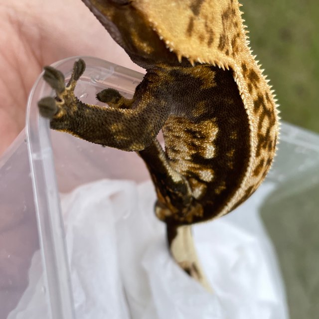 노멀 엠티백 다크