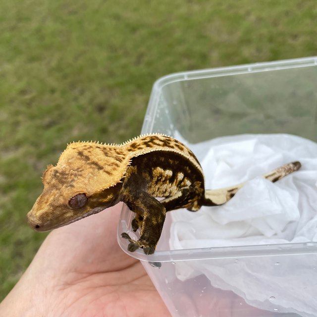 노멀 엠티백 다크