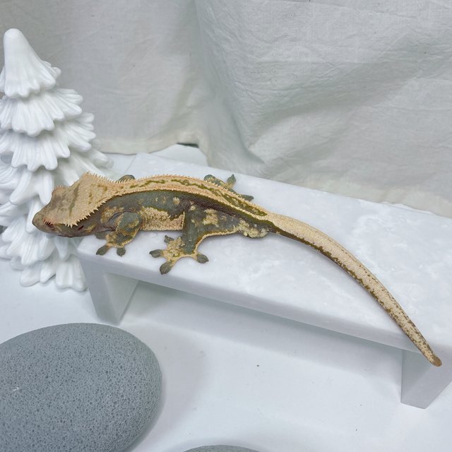 노멀 엠티백 풀핀 쿼드