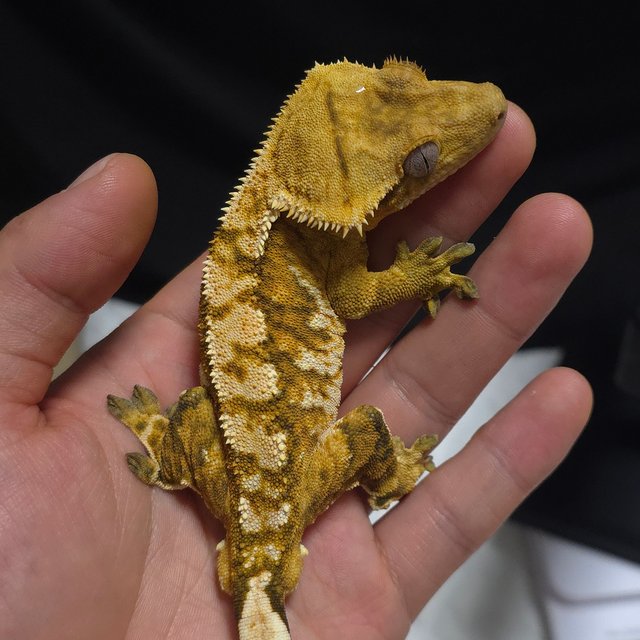 노멀 트라이 옐로우 텐저린