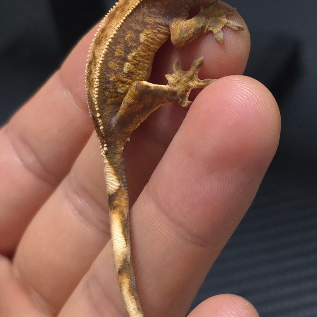 노멀 트라이 풀핀 핀스트라이프