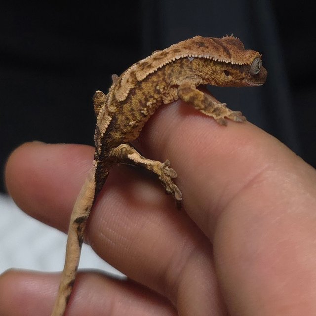 노멀 트라이 타이거