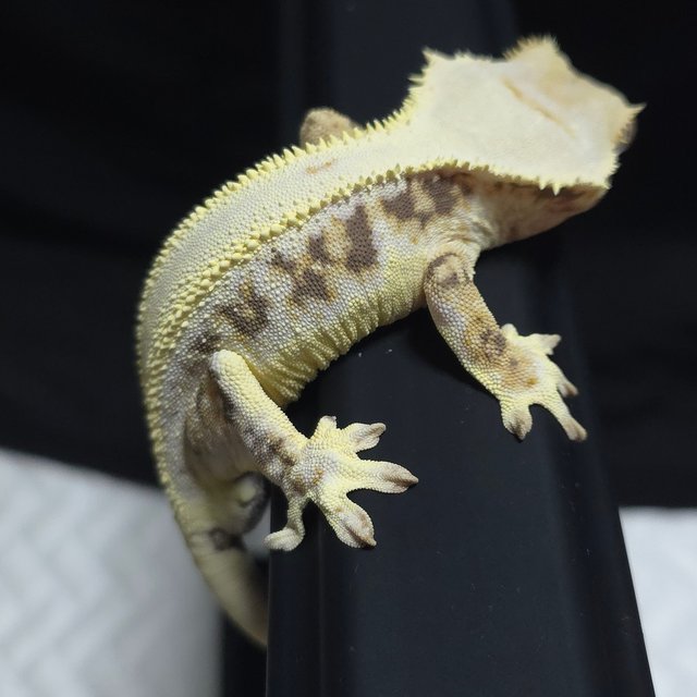 릴리화이트 할리퀸 풀핀