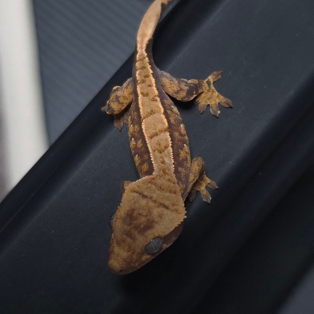 노멀 트라이 핀스트라이프