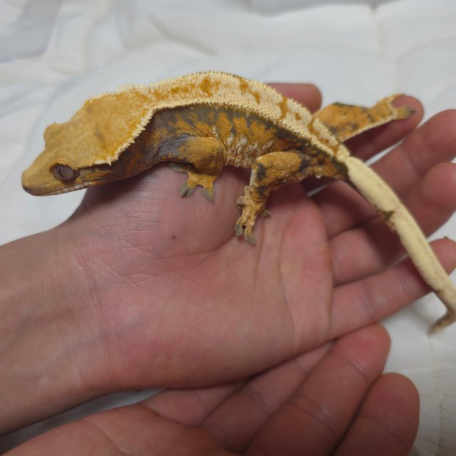 노멀 트라이 텐저린