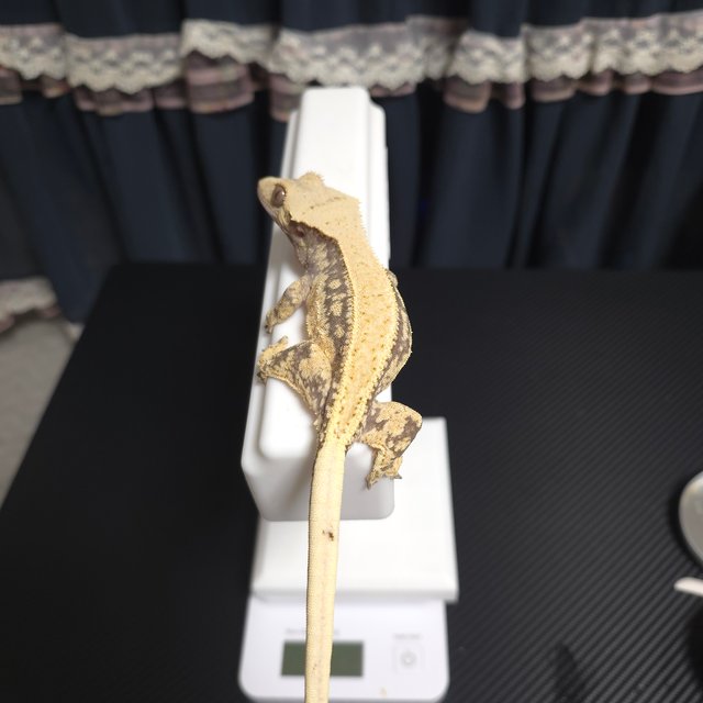 노멀 할리퀸 쿼드