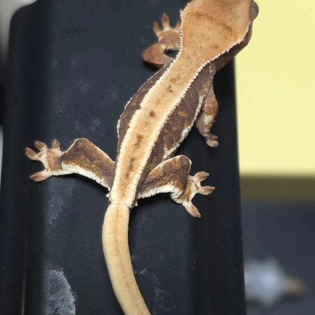 릴리화이트 핀스트라이프