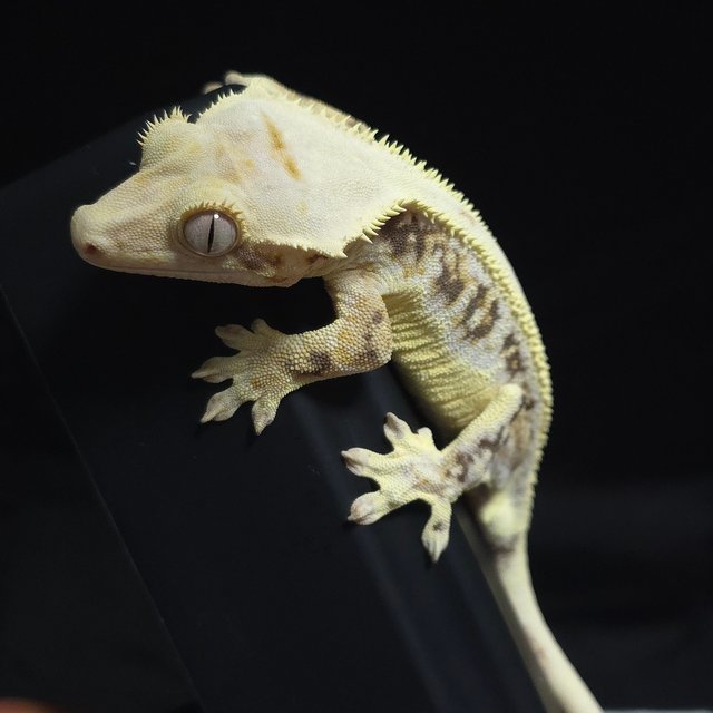 릴리화이트 할리퀸 풀핀