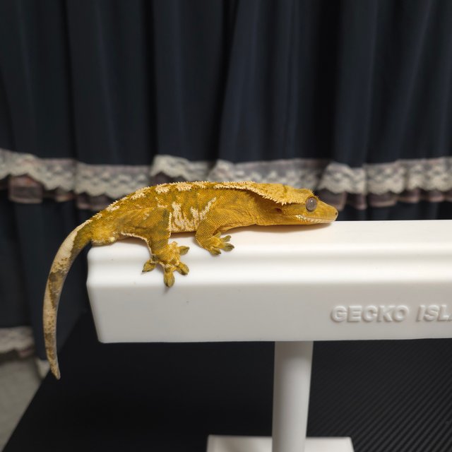 노멀 트라이 텐저린