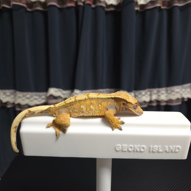 노멀 트라이 텐저린