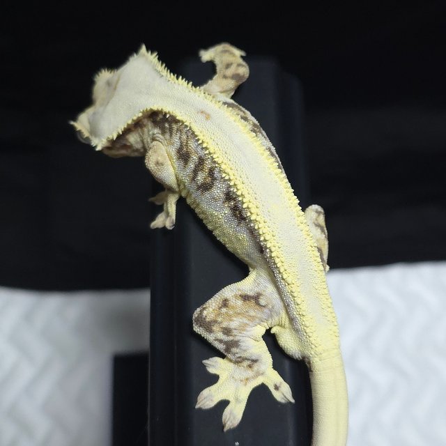 릴리화이트 할리퀸 풀핀