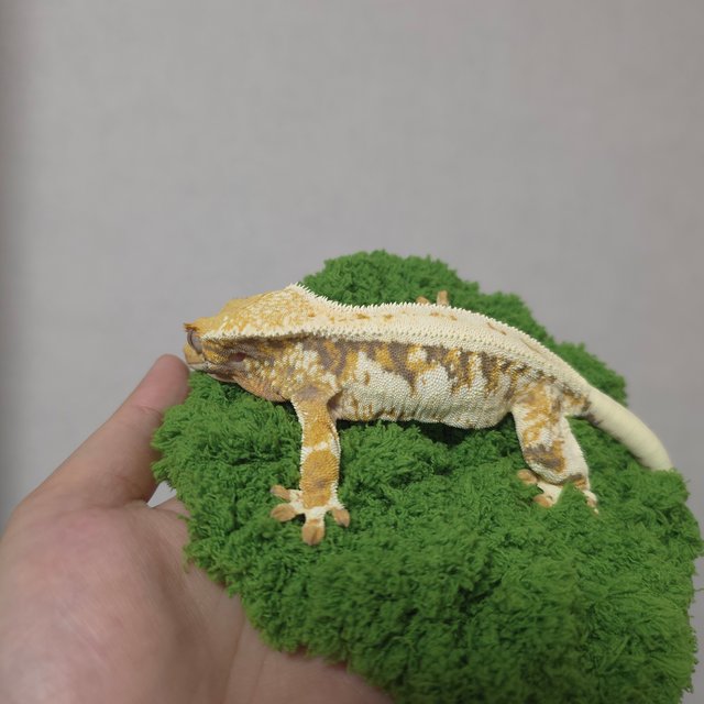 릴리화이트 트라이