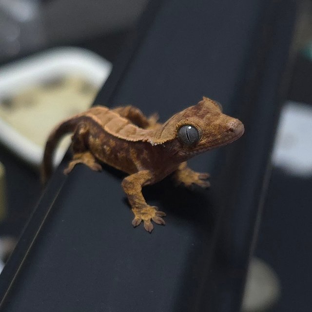 노멀 트라이 핀스트라이프