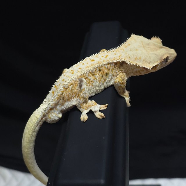 릴리화이트 핀스트라이프 트라이