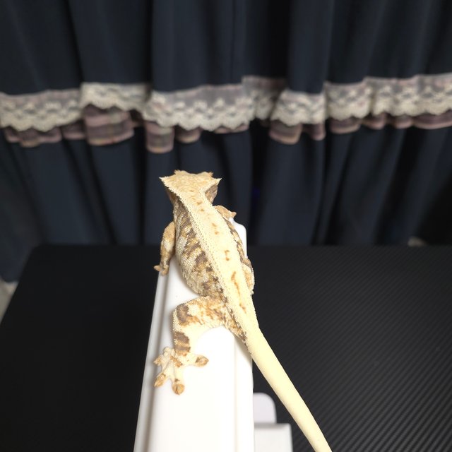 릴리화이트 트라이