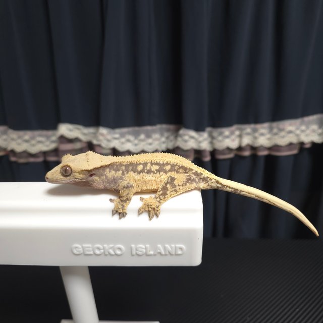 노멀 할리퀸 쿼드