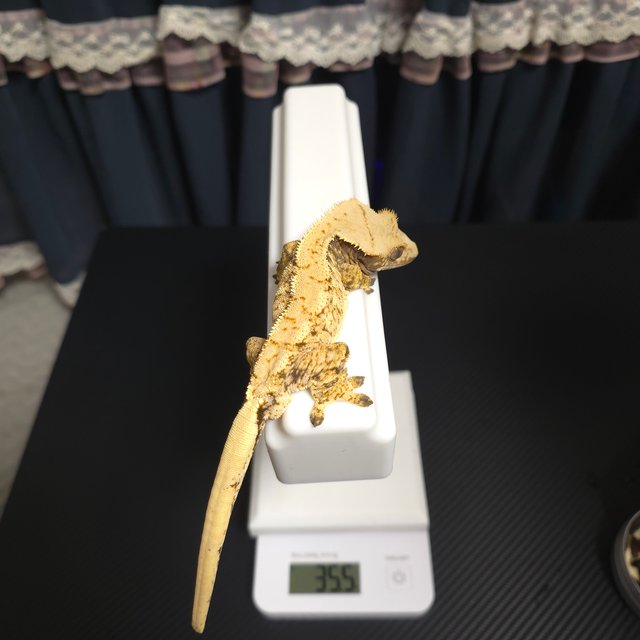 노멀 화이트스팟 트라이