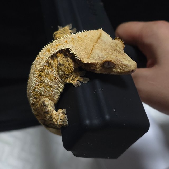 노멀 트라이 할리퀸 옐로우 크림