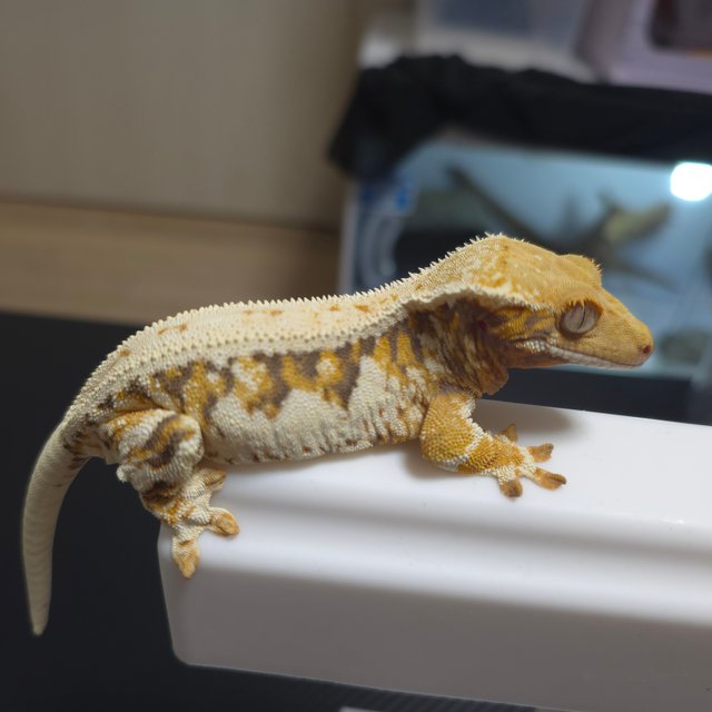 릴리화이트 트라이