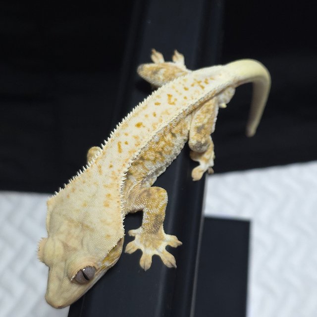 릴리화이트 핀스트라이프 트라이