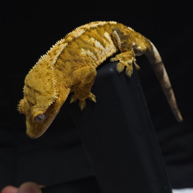 노멀 트라이 옐로우 텐저린