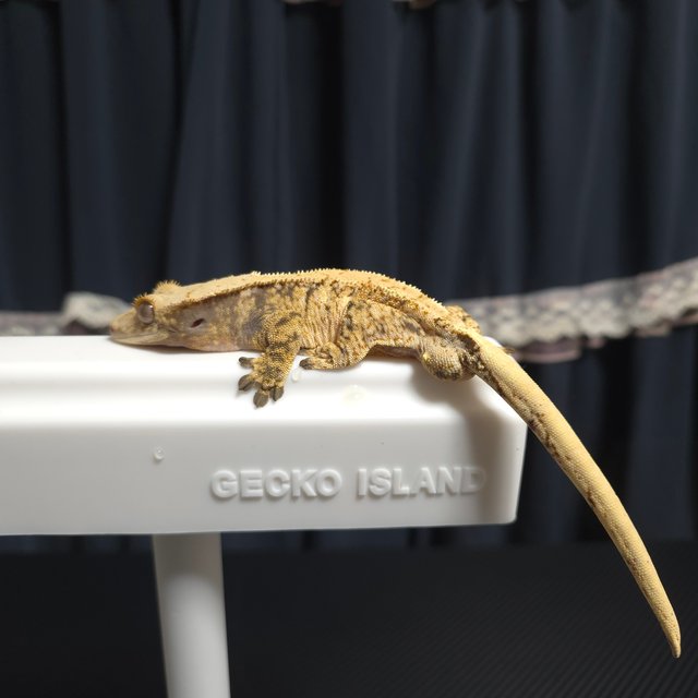 노멀 화이트스팟 트라이