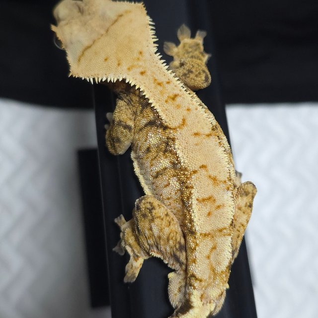 노멀 트라이 할리퀸 옐로우 크림