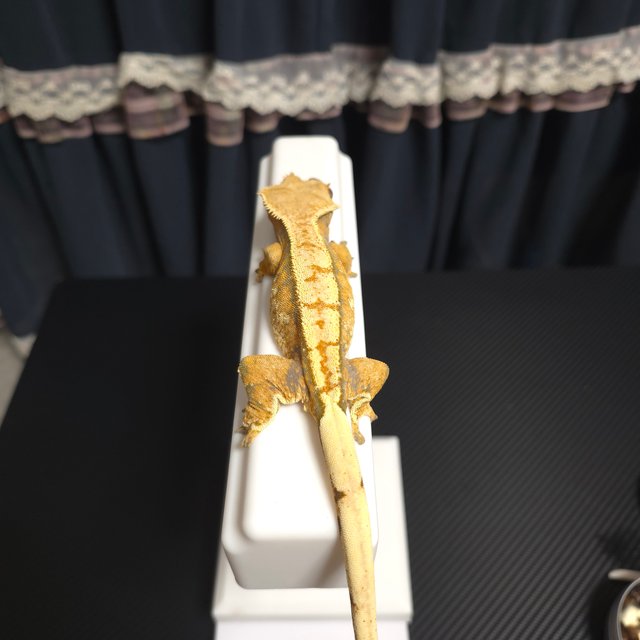 노멀 트라이 텐저린