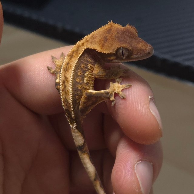 노멀 트라이 풀핀 핀스트라이프