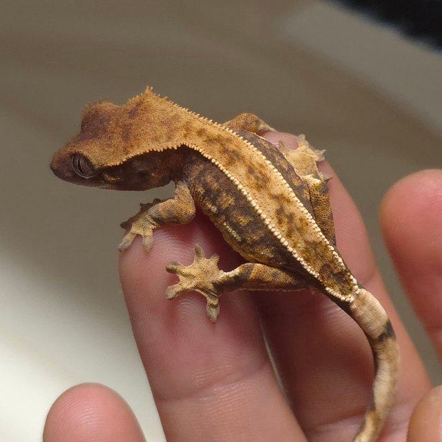 노멀 트라이 풀핀 핀스트라이프