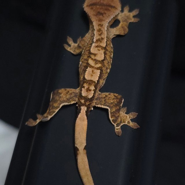 노멀 트라이 타이거