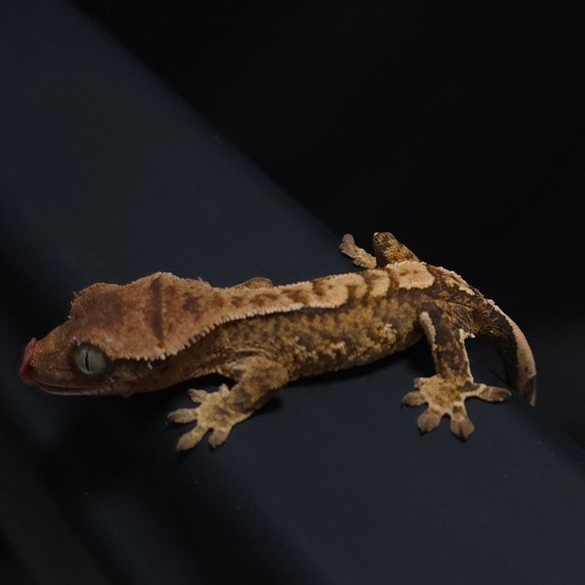 노멀 트라이 타이거