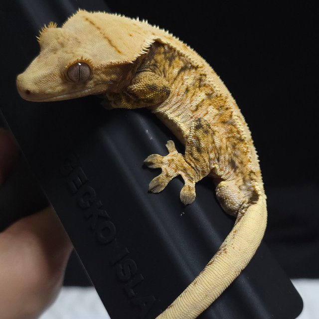 노멀 트라이 할리퀸 옐로우 크림