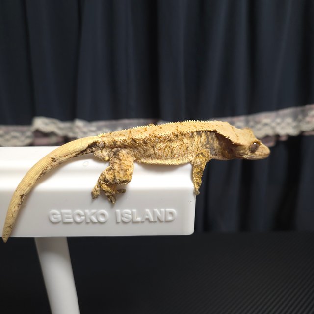 노멀 화이트스팟 트라이