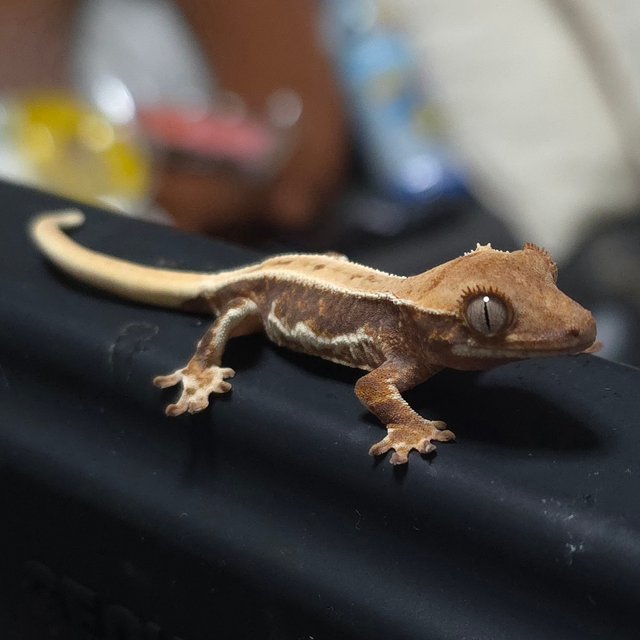 릴리화이트 핀스트라이프