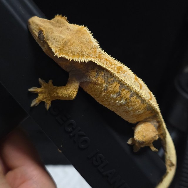 노멀 트라이 텐저린