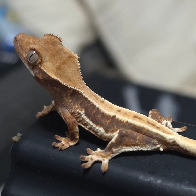 릴리화이트 핀스트라이프