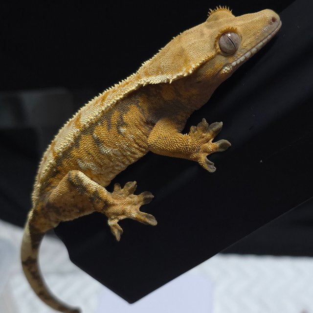 노멀 트라이 텐저린