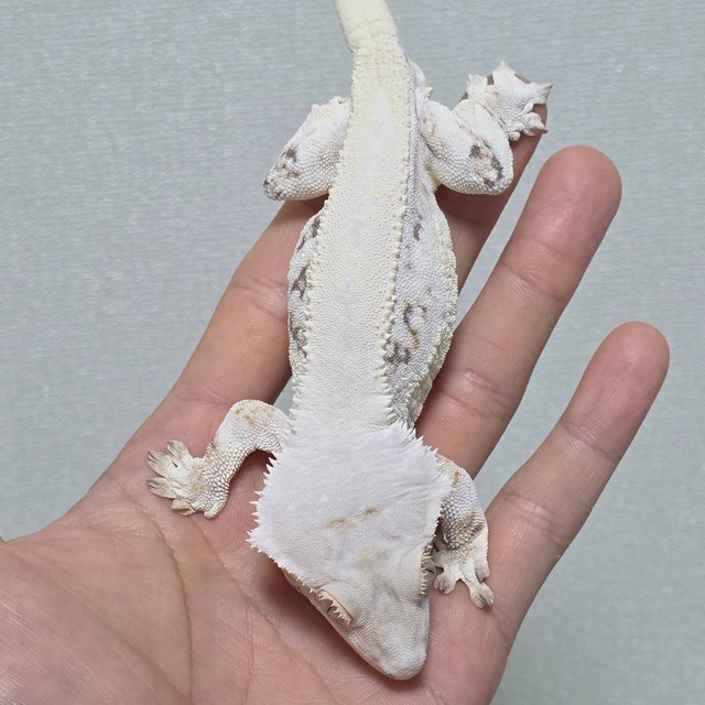 릴리화이트 솔리드백