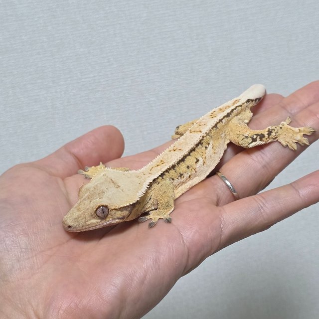 노멀 쿼드 트라이 풀핀