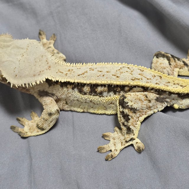 노멀 트라이 쿼드