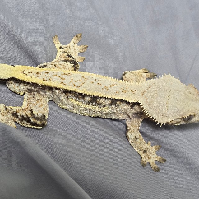 노멀 트라이 쿼드