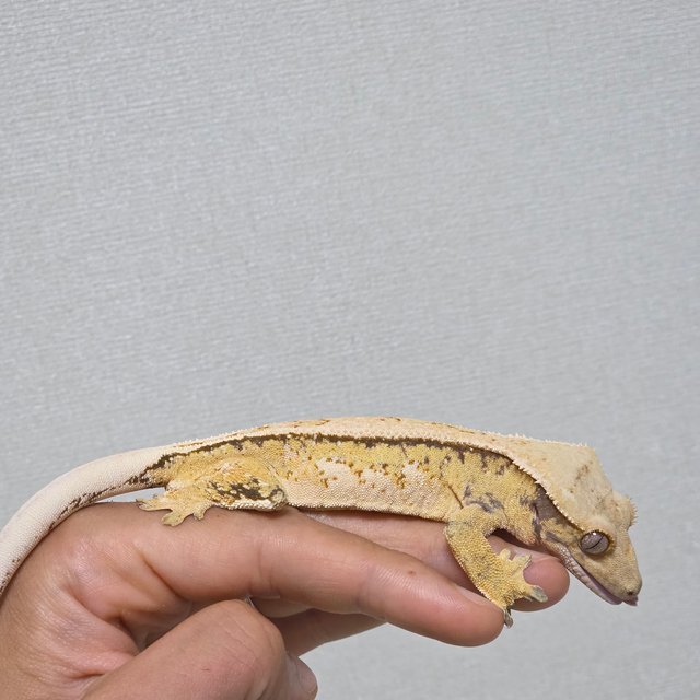 노멀 쿼드 트라이 풀핀