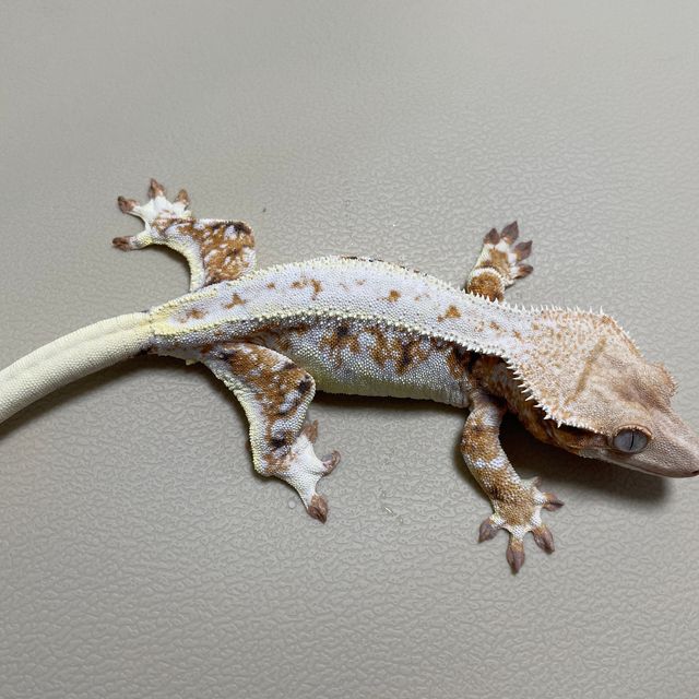 릴리화이트 트라이 레이지