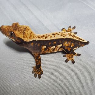 노멀 트라이 플레임 다크 블랙