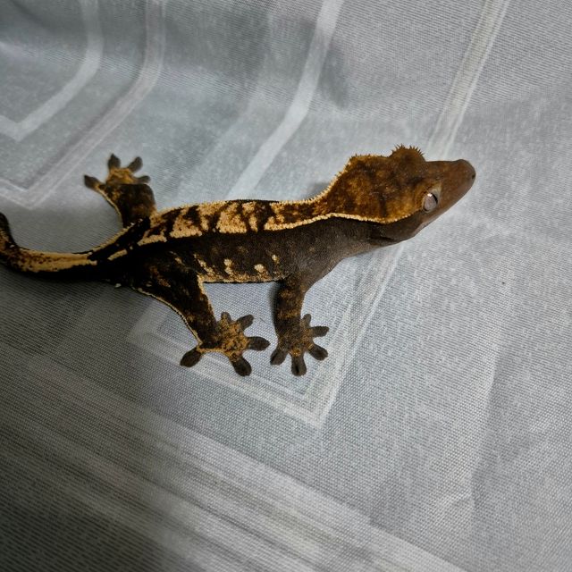 다크 블랙 플레임